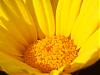 sunflower bassem1.jpg‏