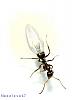     

:	1205522118_technologymachine002.JPG
:	25
:	10.8 
:	300663