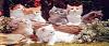     

:	M2D_Animals_02a.jpg
:	13
:	28.2 
:	310504