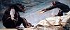     

:	M2D_Animals_03a.jpg
:	4
:	22.8 
:	310505
