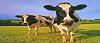     

:	M2D_Animals_04a.jpg
:	1
:	26.6 
:	310506