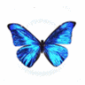     

:	icon115.gif
:	14
:	30.4 
:	331687