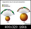     

:	Lipoproteins.jpg
:	4
:	15.7 
:	339228
