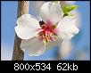     

:	800px-Almond_blossom_aug_2007.jpg
:	9
:	62.1 
:	342834