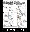     

:	muscles2.jpg
:	112
:	190.8 
:	344032