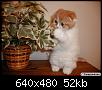     

:	another_cute_kitty.jpg
:	5
:	52.3 
:	348754