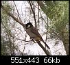    

:	White-cheeked_Bulbul_1.jpg
:	18
:	65.9 
:	357985