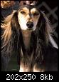     

:	dogs.jpg
:	10
:	8.0 
:	358911