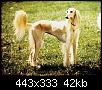     

:	Saluki3.jpg
:	10
:	42.1 
:	358913