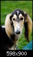     

:	saluki-dog-5578200.jpg
:	10
:	56.6 
:	358914