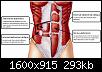     

:	Anatomy+of+Abdominal+Muscles+-+Hemorrhoids+Prevention+Squad.jpg
:	25
:	293.5 
:	361143