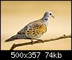     

:	mk37276_2401598258_63aa49bf1e.jpg
:	24
:	73.9 
:	361904