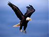 Fearsome Flight, Bald Eagle.jpg‏