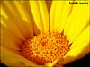 sunflower1.jpg‏