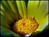 sunflower12 (Custom).jpg‏