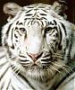  whitetiger