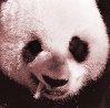   Panda panda