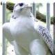   elcondor