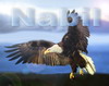   Nabil.com