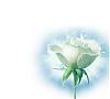   ranya h