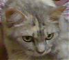 ������ ������� I LOVE MY CAT