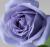   purple flower