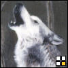   Wolf 84