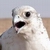   R14ALMALKI