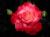 ������ ������� rahma eid